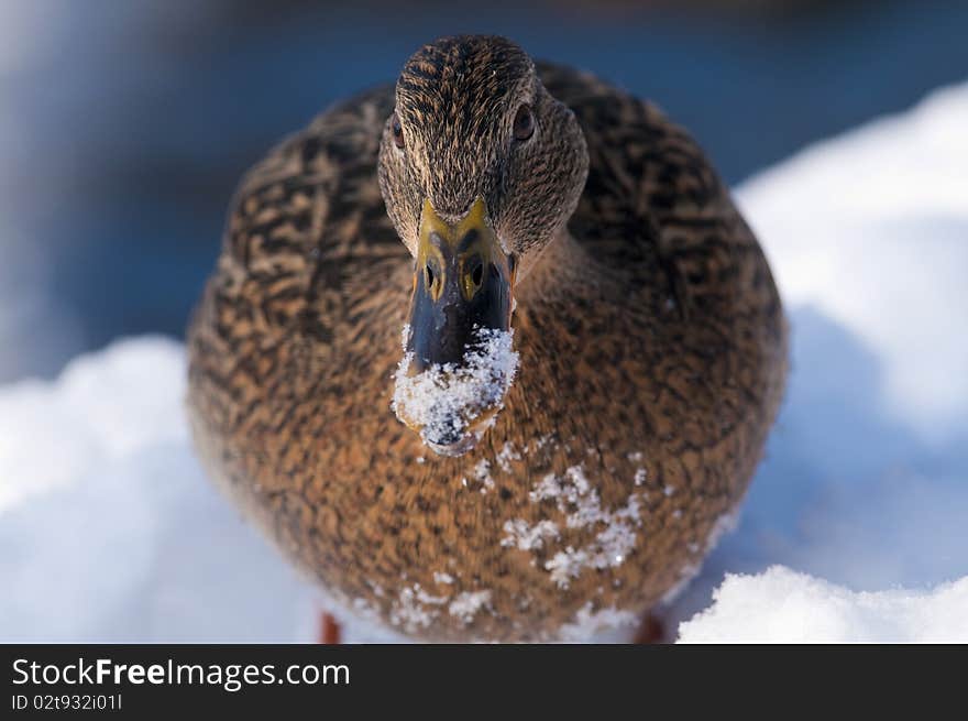 Mallard Duck female portrait in winter