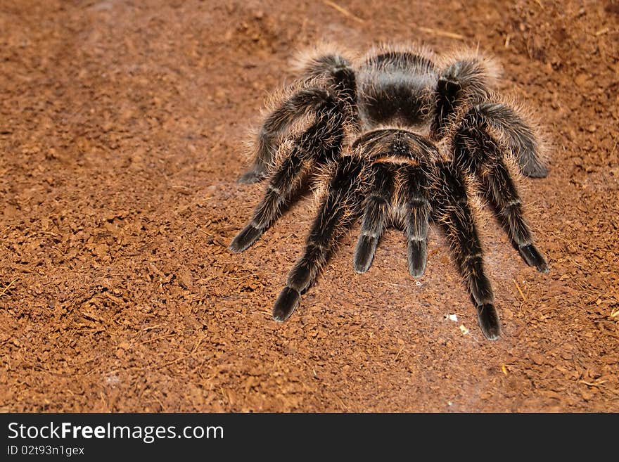 Mexican Red Rump (Brachypelma vagans)