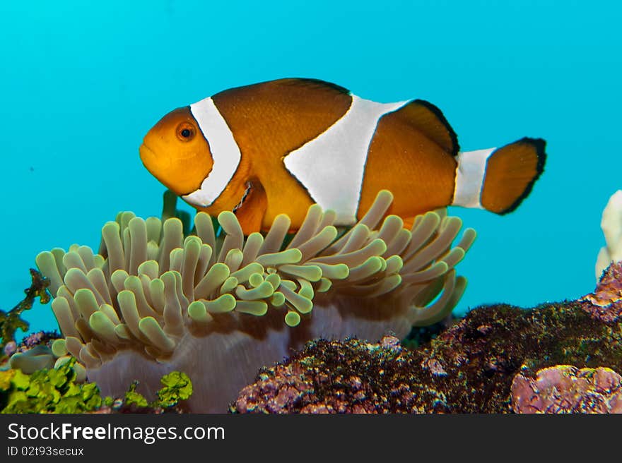 Clownfish in Anemone Coral in Aquarium