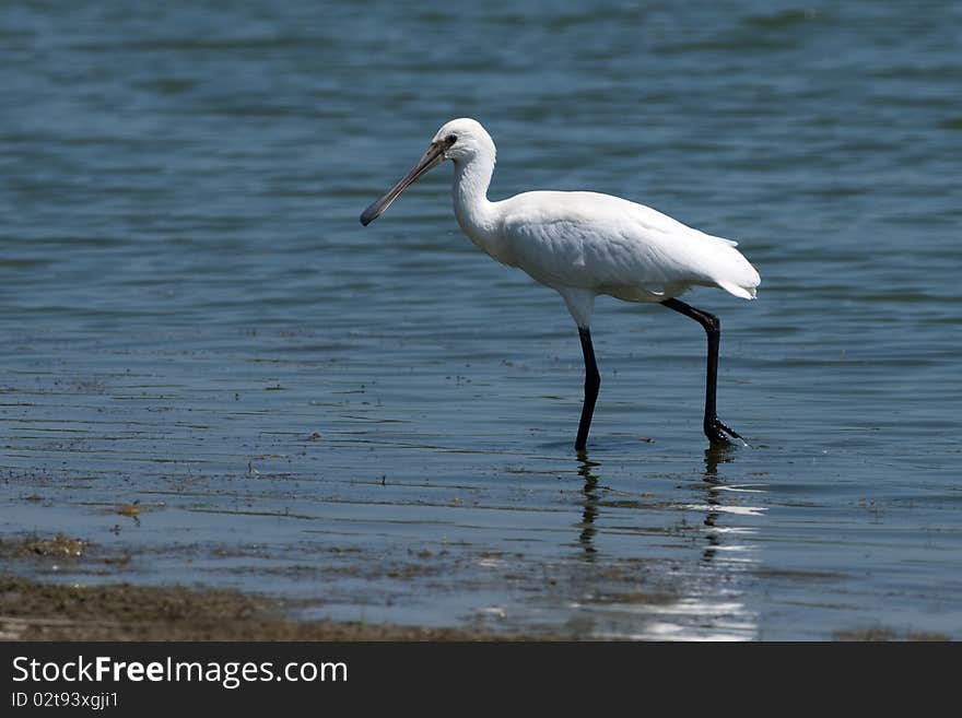 Eurasian Spoonbill