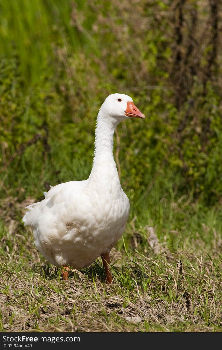 White Domestic Goose on Green Grass