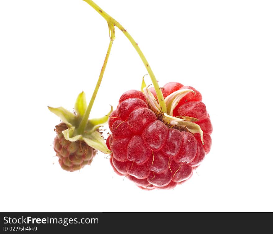 Raspberry fruit with stem isolated on white background