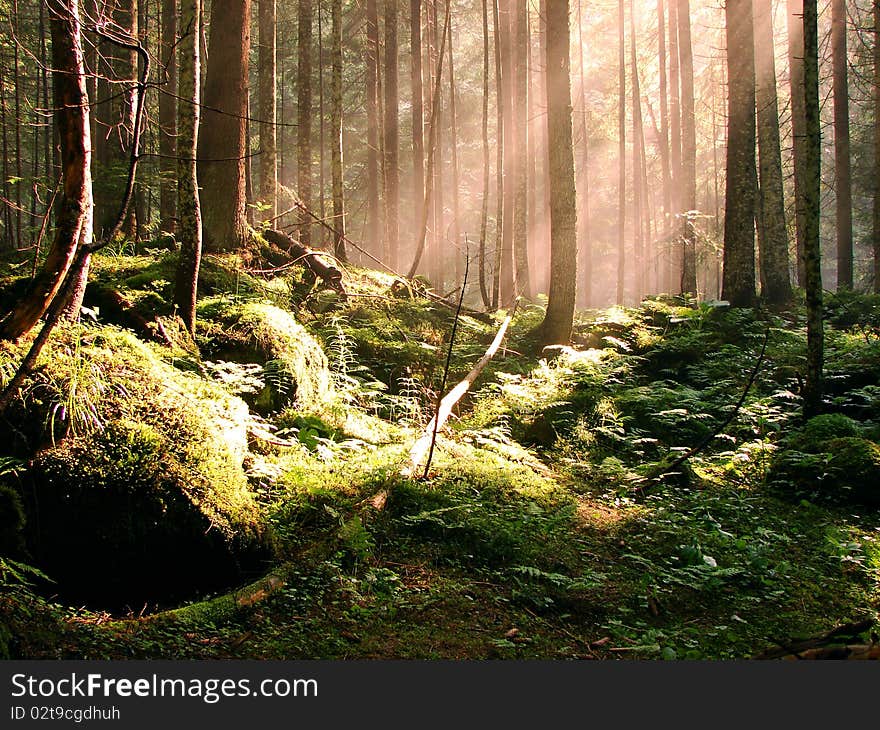 Sunny summer day in green forest