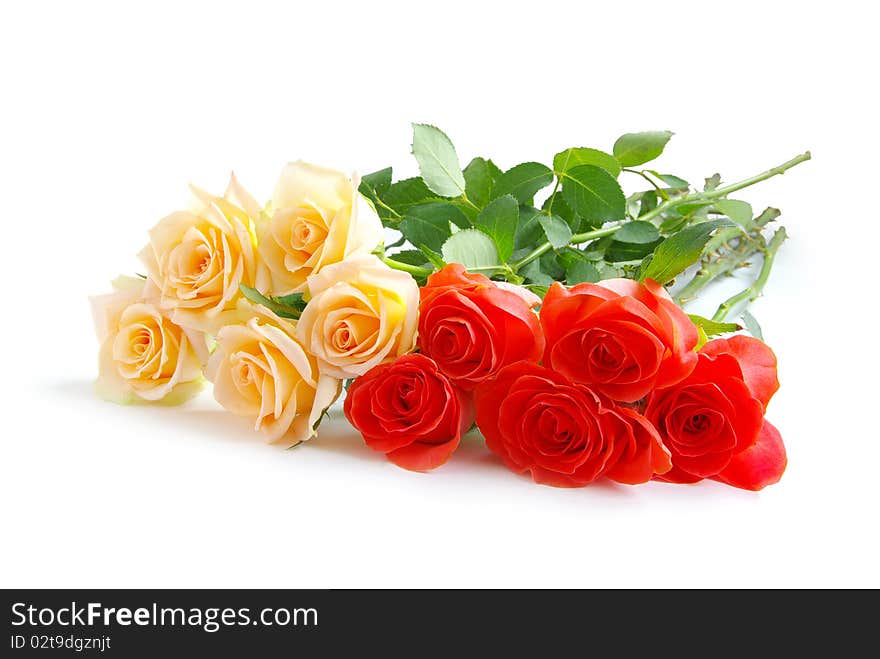 Red rose isolated on a white background