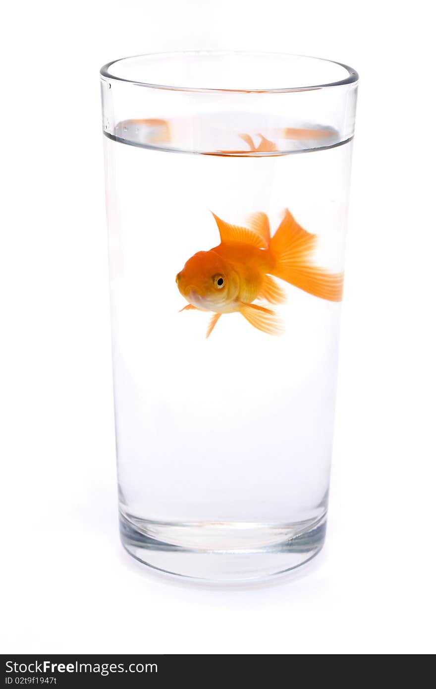 Goldfish in a glass of water over white