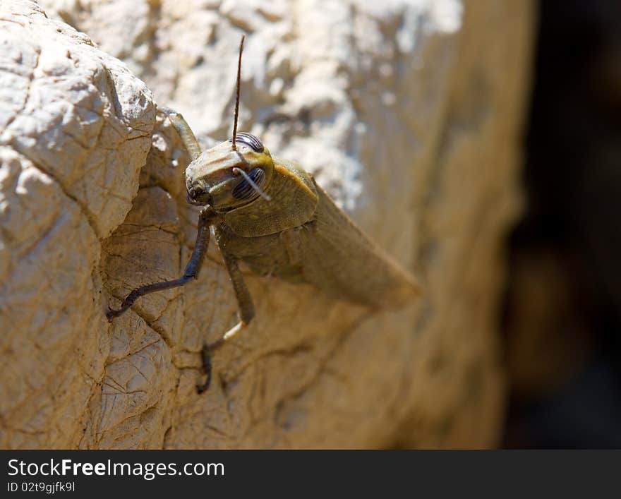 Brown locust