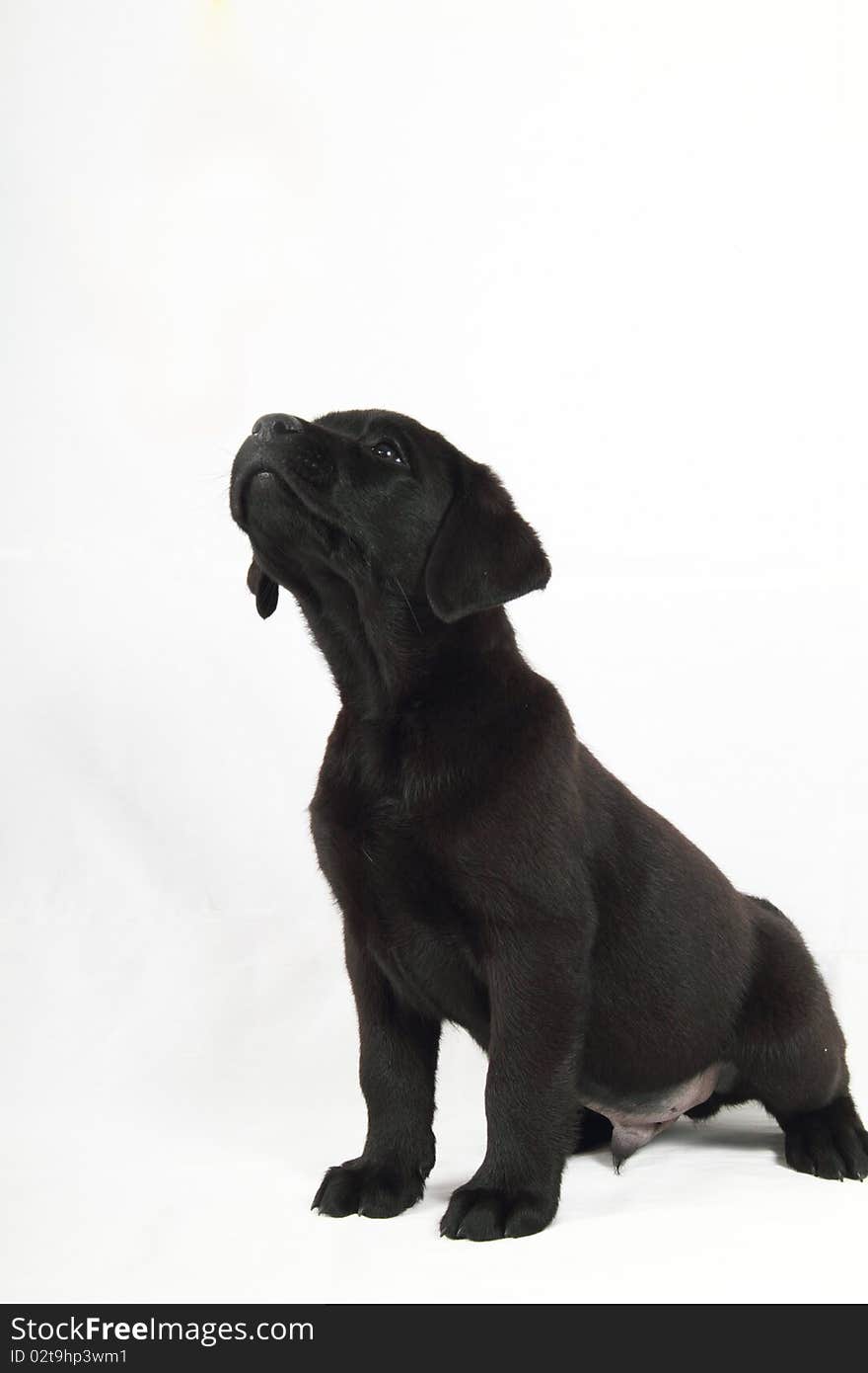 Nice studio portrait of a Labrador retriever puppy. Nice studio portrait of a Labrador retriever puppy