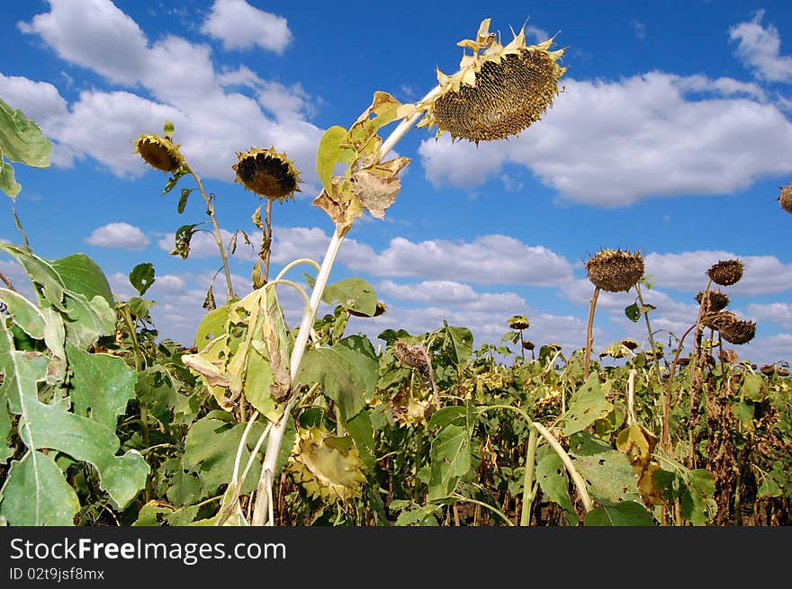 Ripe Sunflower