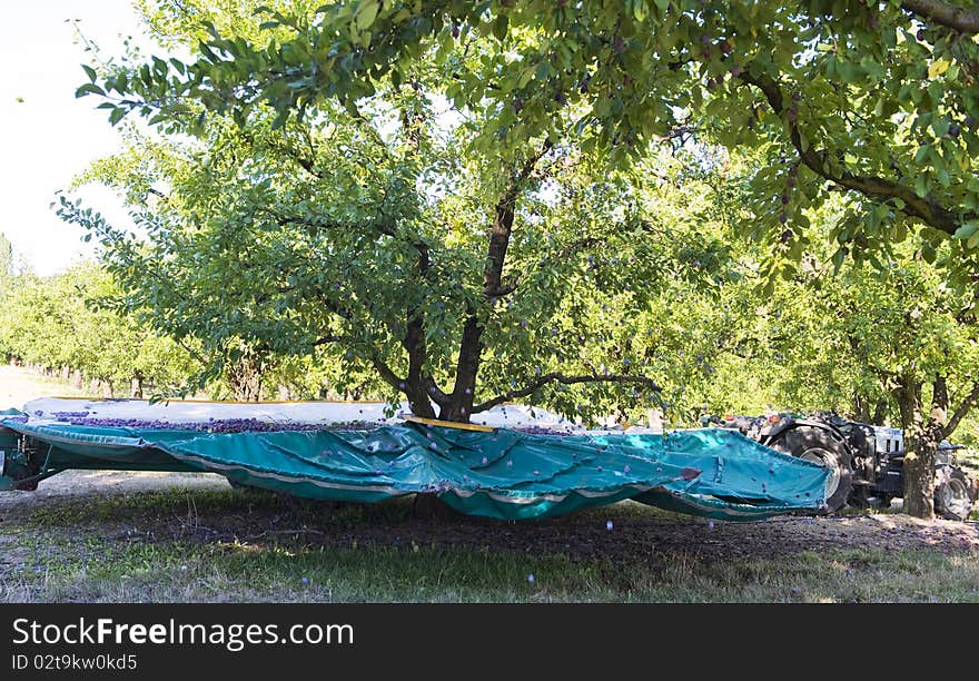 Plums being Harvested