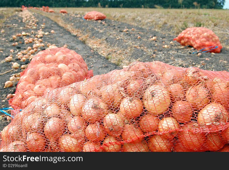 Bags with onion