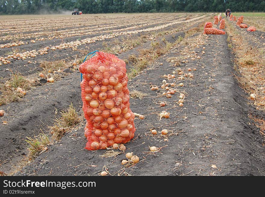 Bags with onion