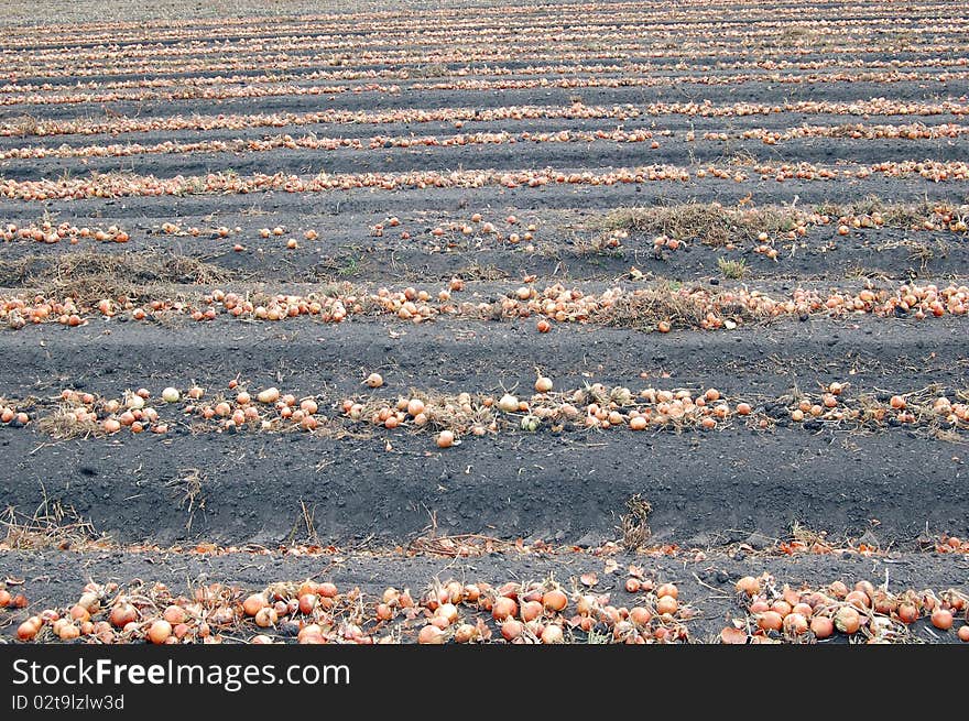 Field with onion during harvesting