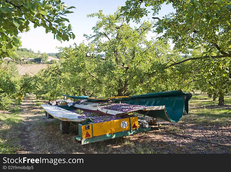 Plums being Harvested