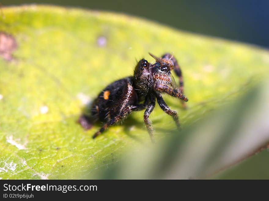 Daring Jumping Spider phidippus audax with prey