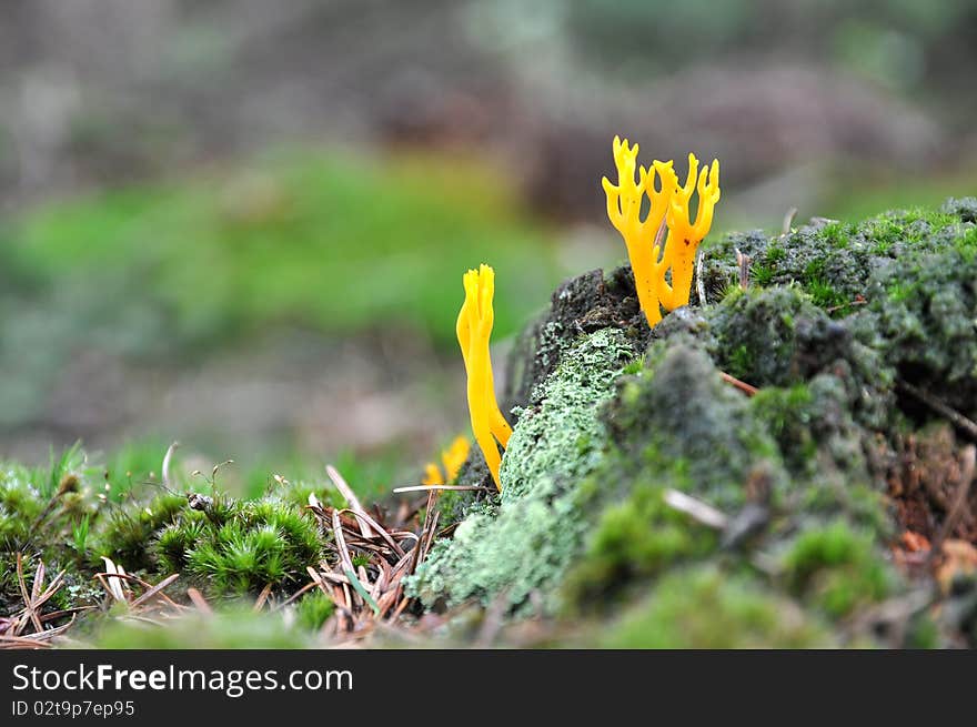 Strange yellow mushroom