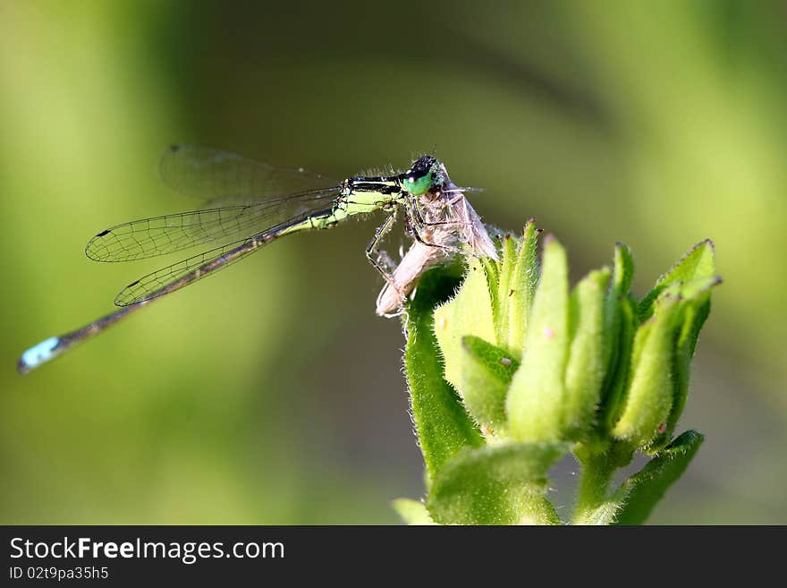 Eastern Forktail Damselfly