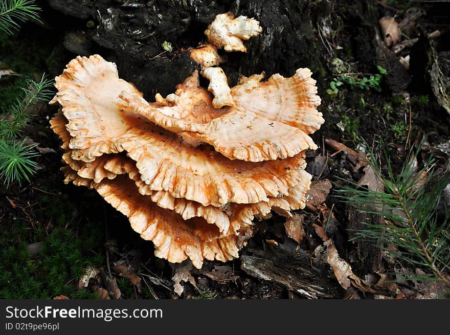 Big Bracket Fungus