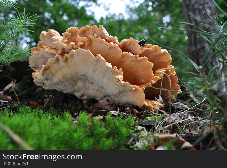 Bracket fungus