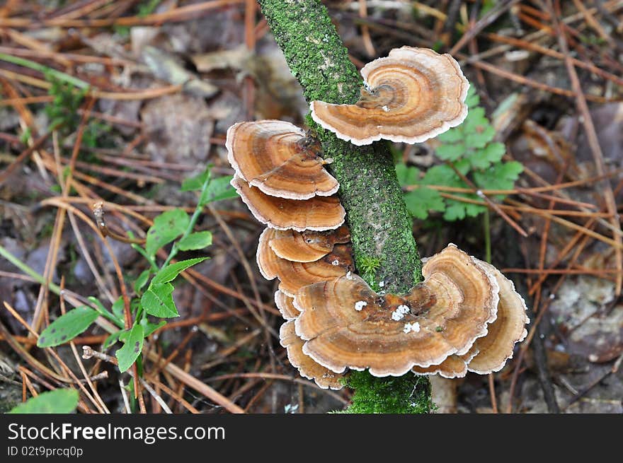 Flat mushroom on a tree