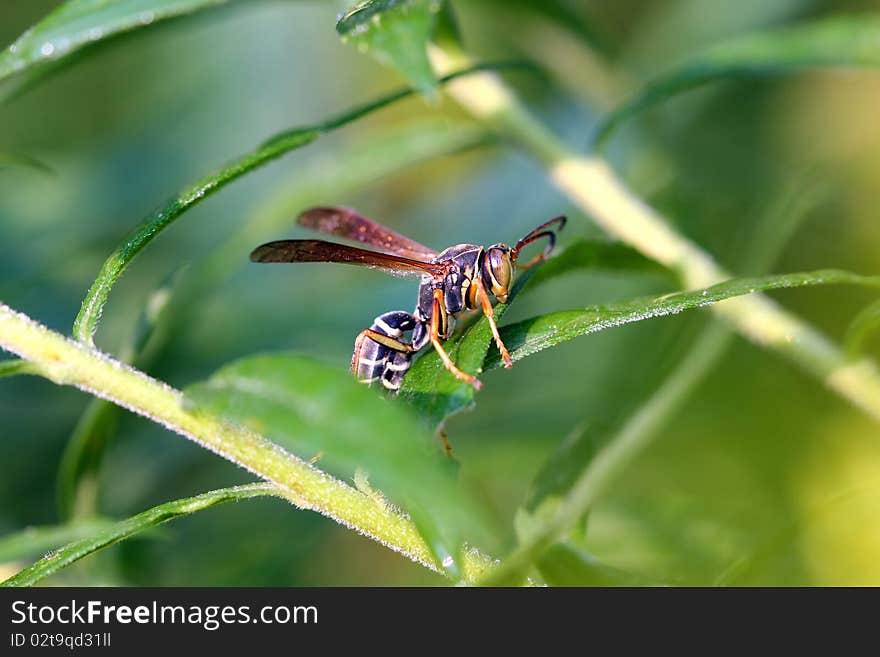 Paper Wasp Polistes sp warming in morning sun