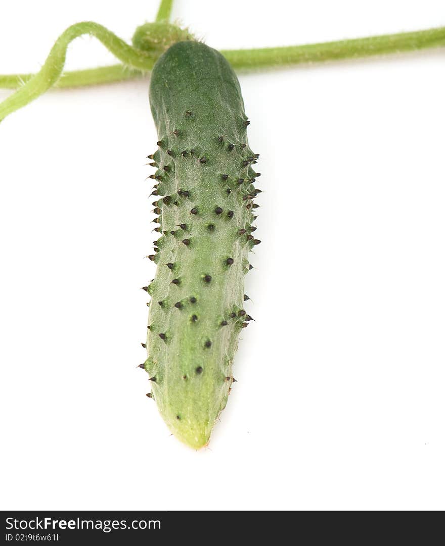 Fresh cucumber on the white isolated background. studio photo