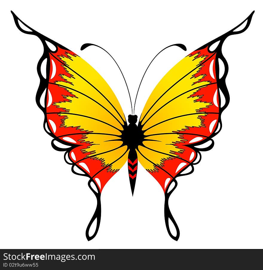 beautiful butterfly on a white background for a design