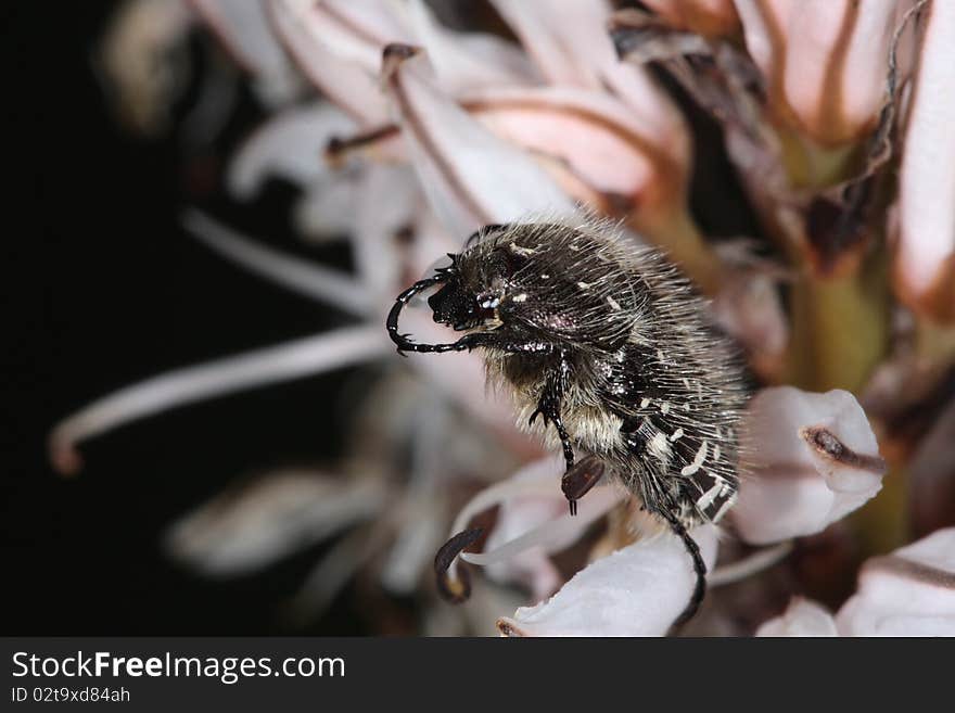 A common small scarab that lives feeding on flowers. A common small scarab that lives feeding on flowers.