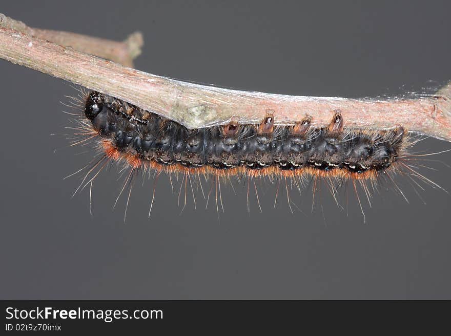 A caterpillar with urticant hairs walking on a branch. A caterpillar with urticant hairs walking on a branch