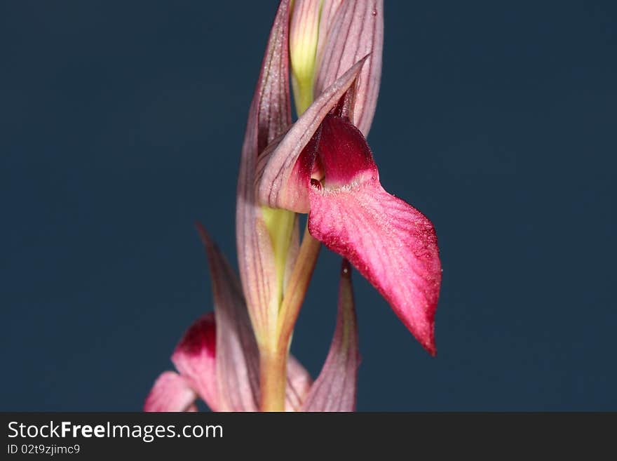 A flower belonging to Orchidiaceae family. A flower belonging to Orchidiaceae family