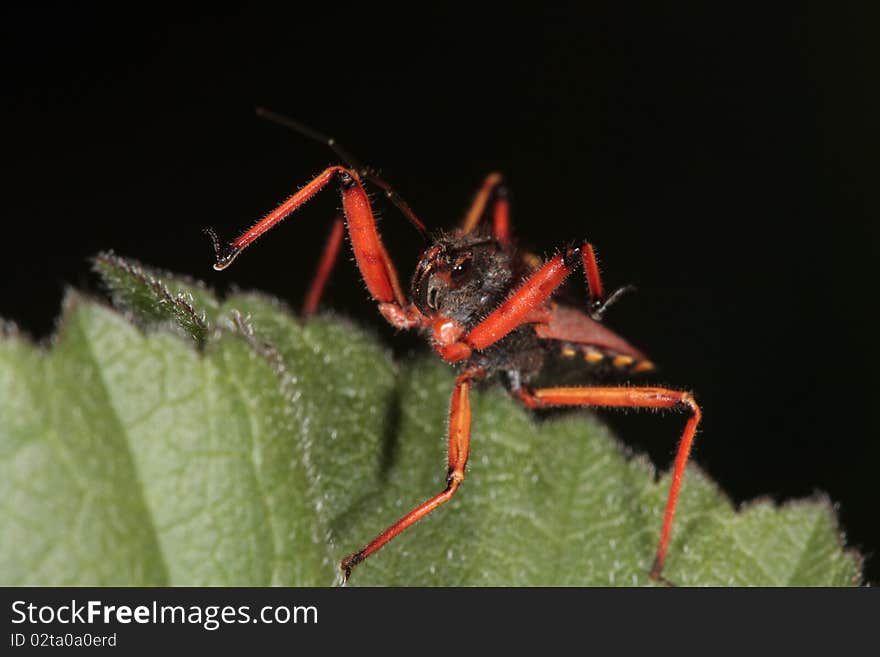 Rhinocoris iracundus