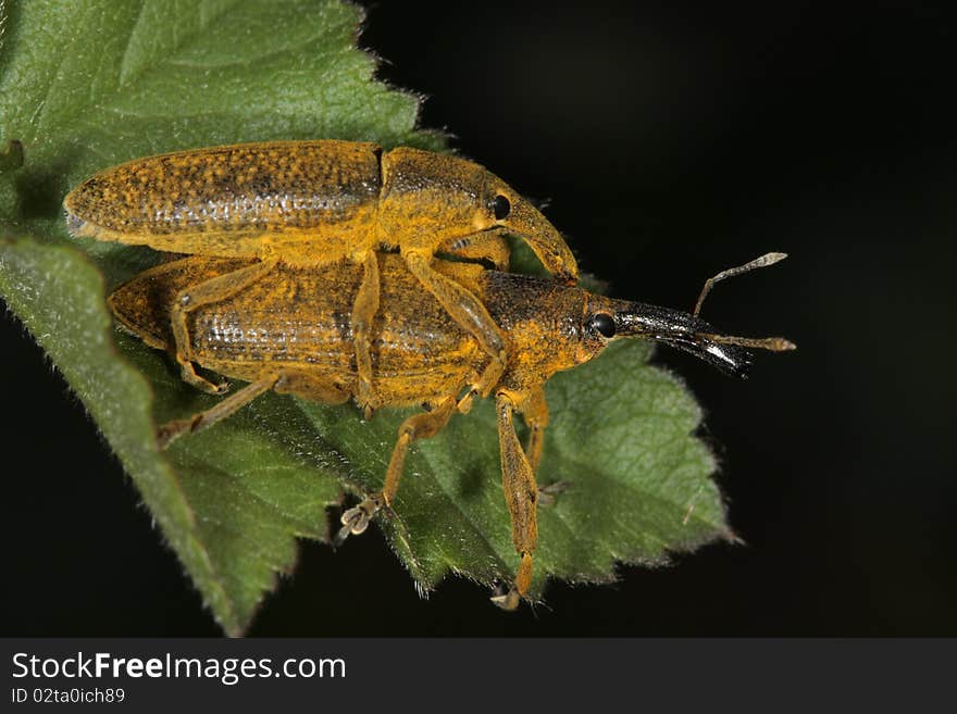 Lixus pulverulentus is a very nice beetle belonging to Curculionidae family