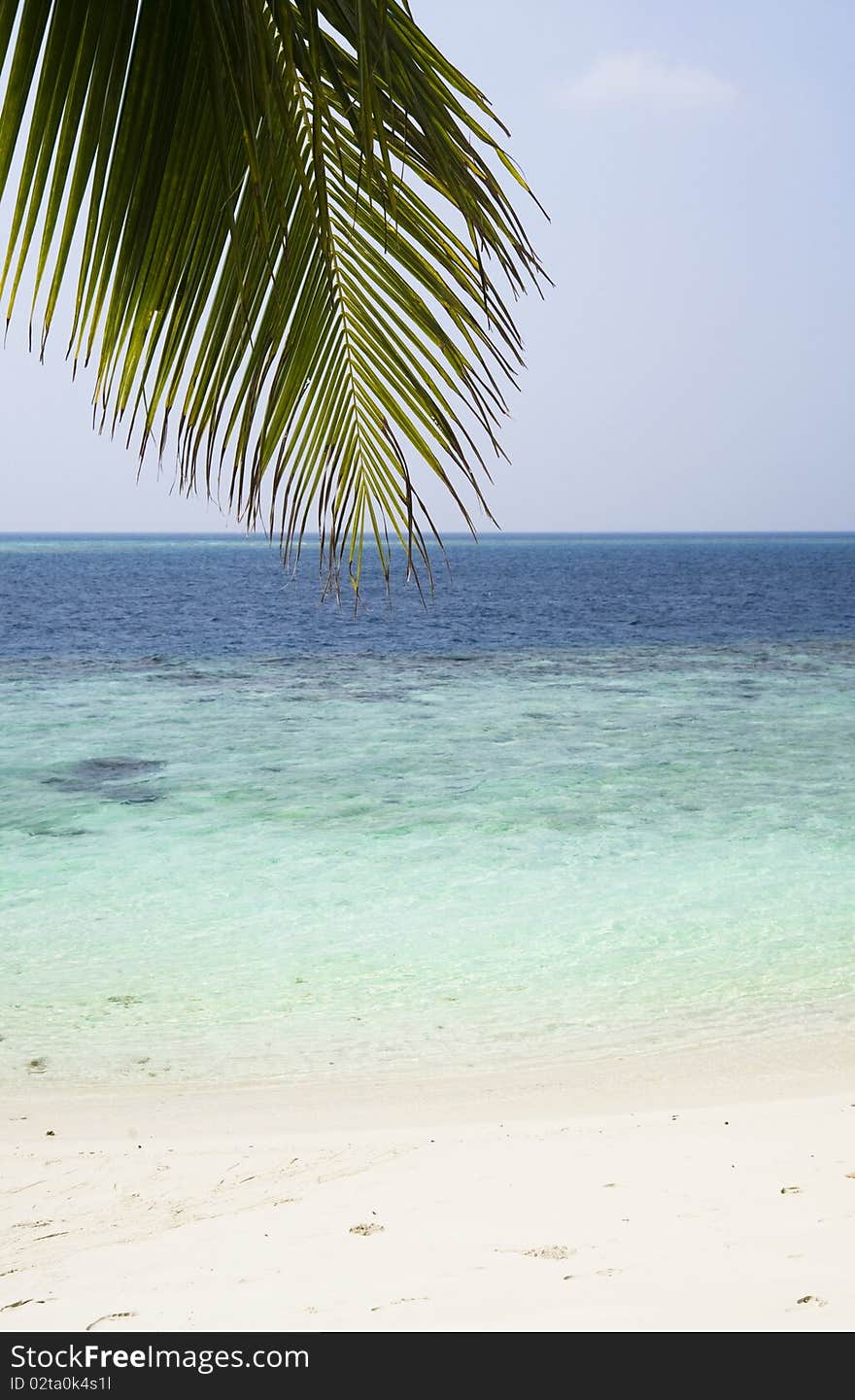 Maldives. Indian ocean view with palm leaf. Maldives. Indian ocean view with palm leaf