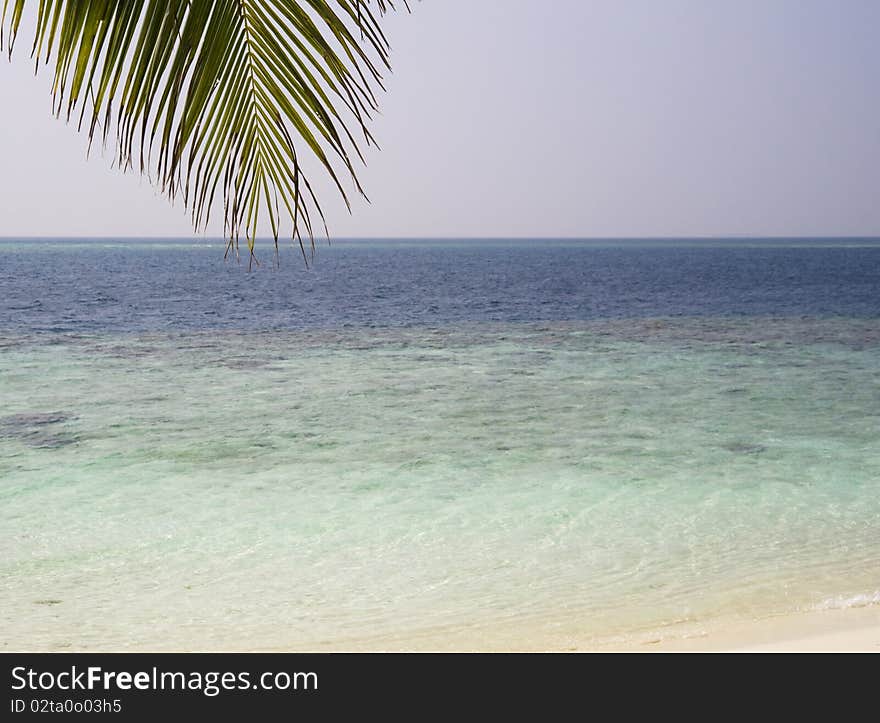 Maldives. Indian ocean view with palm leaf. Maldives. Indian ocean view with palm leaf