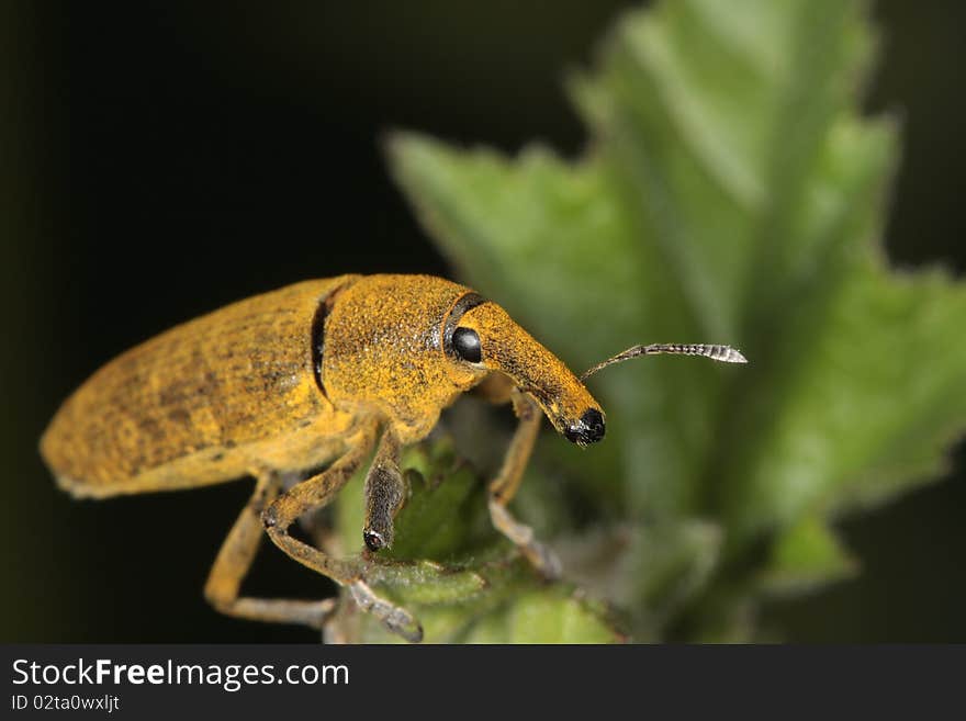 Curculionidae are recognized by their distinctive long snout and geniculate antennae with small clubs. Curculionidae are recognized by their distinctive long snout and geniculate antennae with small clubs