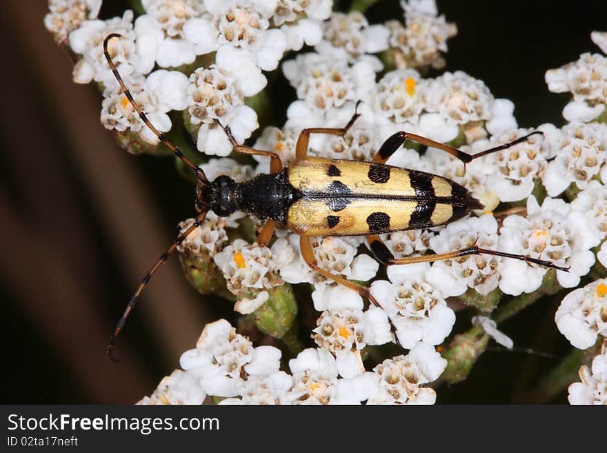 Strangalia maculata