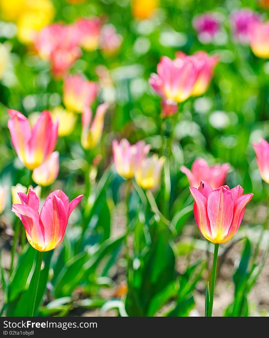 The photos are beautiful varietal collection of flowers in the sunlight. The photos are beautiful varietal collection of flowers in the sunlight