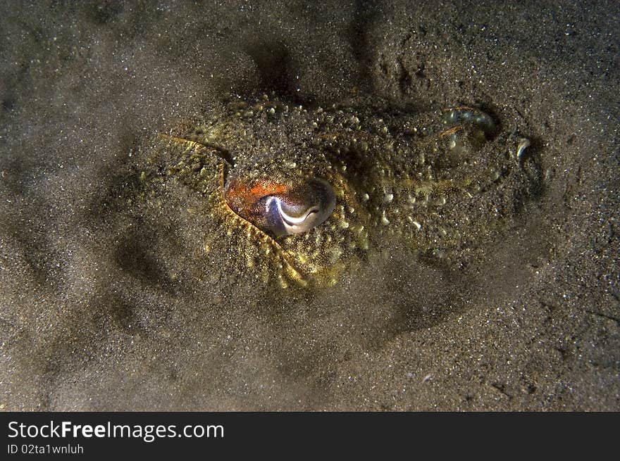 Night cuttle-fish close up taken while the animal was attempting to hide under the sand. Night cuttle-fish close up taken while the animal was attempting to hide under the sand