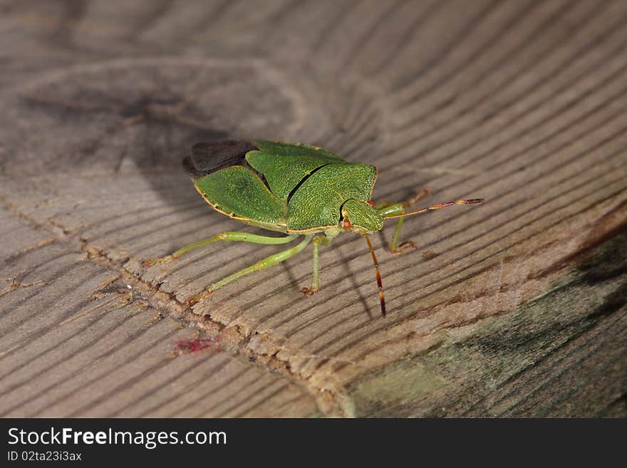 A small hemipteran very common in the world. A small hemipteran very common in the world