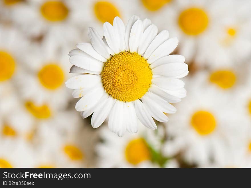 Beautiful background of fresh flowers photographed in the studio. Beautiful background of fresh flowers photographed in the studio