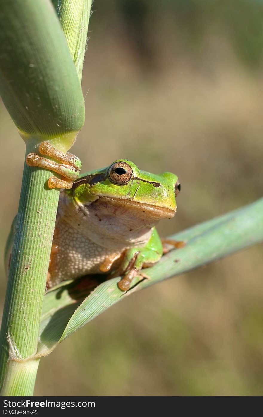 Green Tree Frog / Hyla Arborea