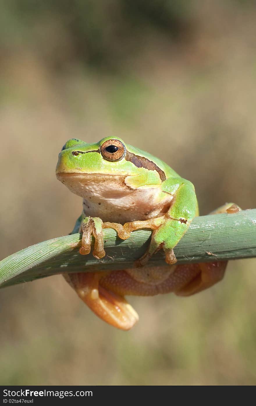 Green Tree Frog  (Hyla arborea)