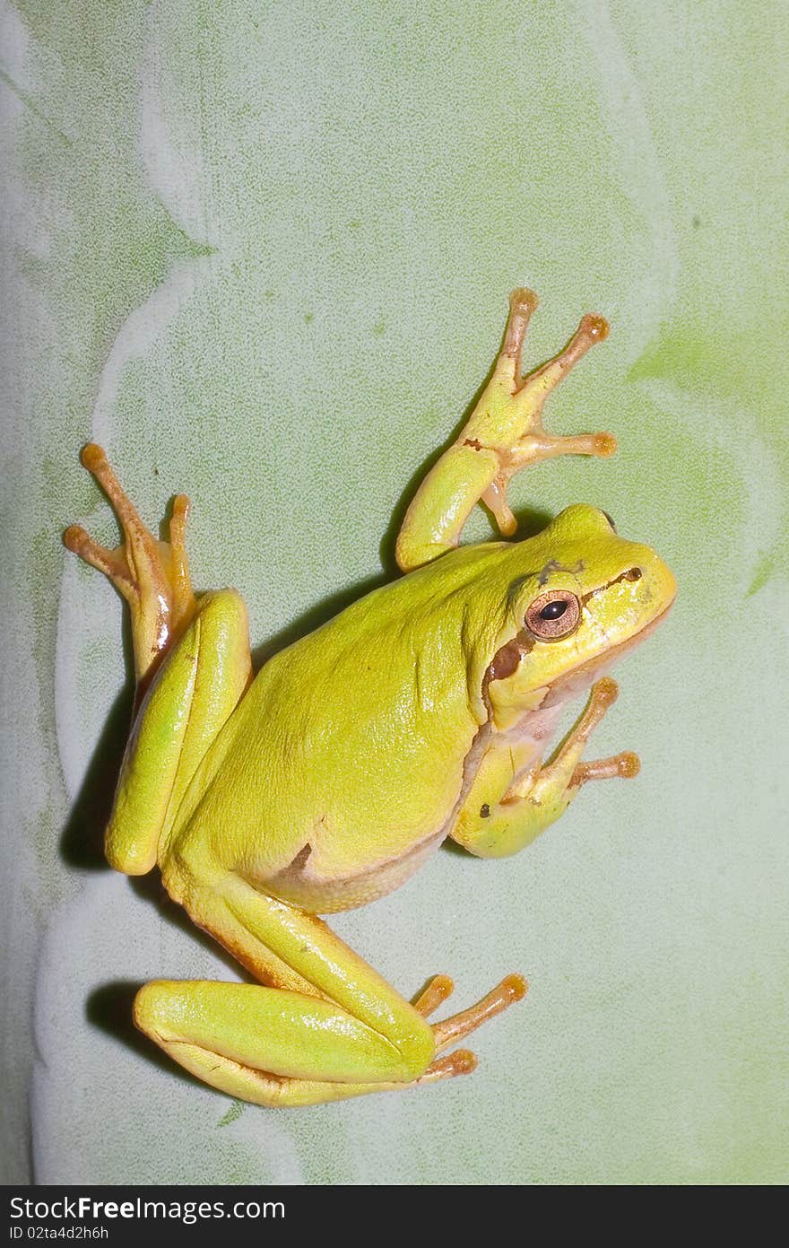 Green Tree Frog on an agava leaf (Hyla arborea). Green Tree Frog on an agava leaf (Hyla arborea)