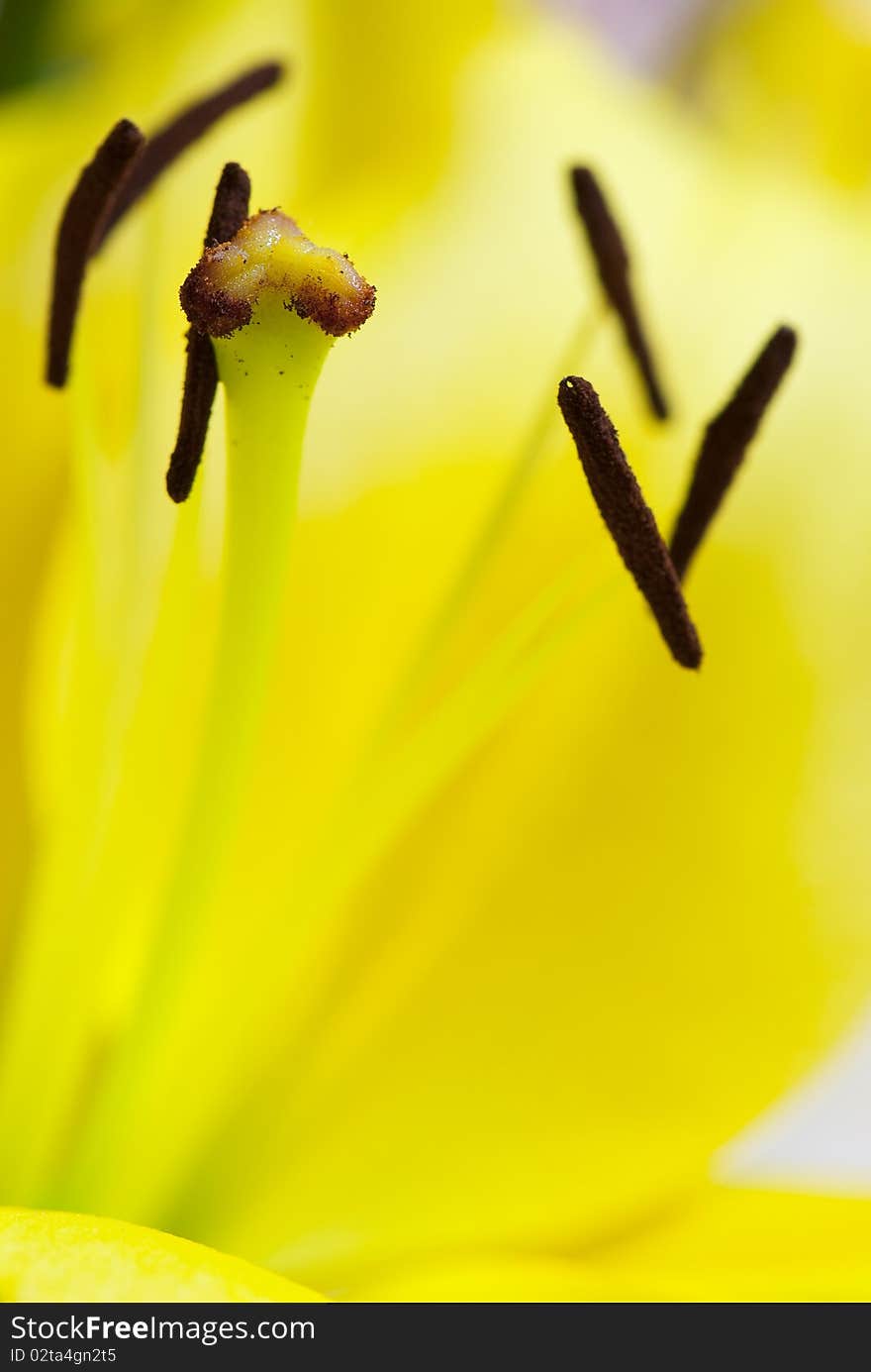 Beautiful background of fresh flowers photographed in the studio. Beautiful background of fresh flowers photographed in the studio