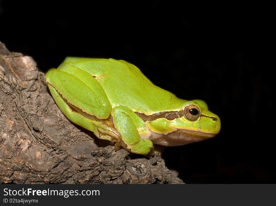 Green Tree Frog  (Hyla arborea)