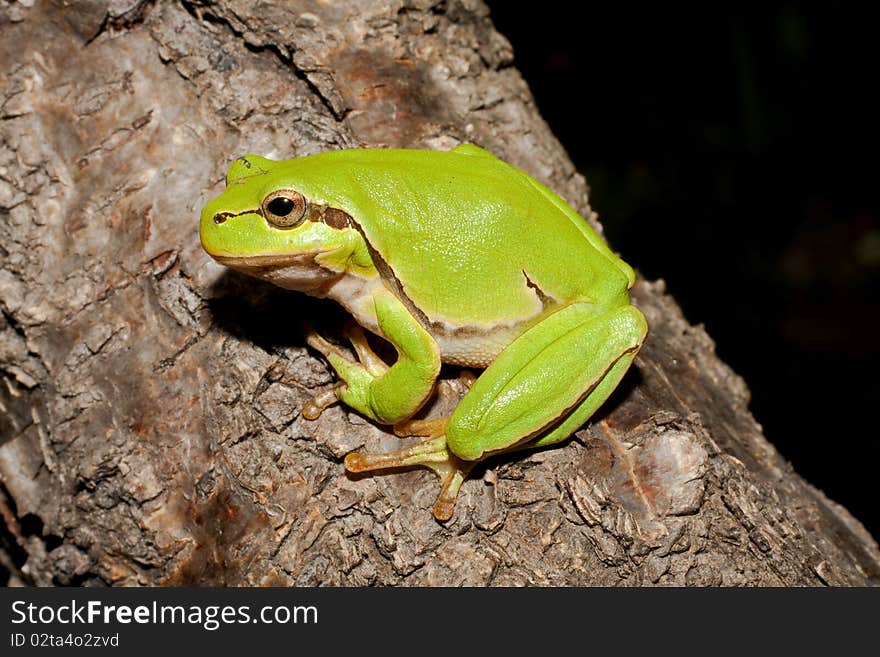 Green Tree Frog on a branch (Hyla arborea). Green Tree Frog on a branch (Hyla arborea)