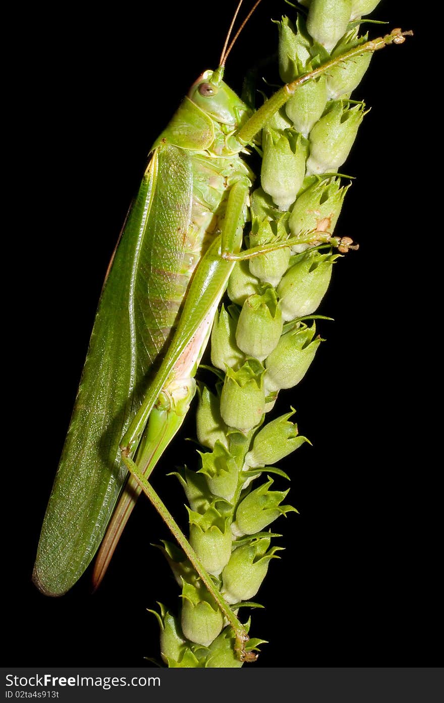 Great Green Bush-cricket / Tettigonia Viridissima