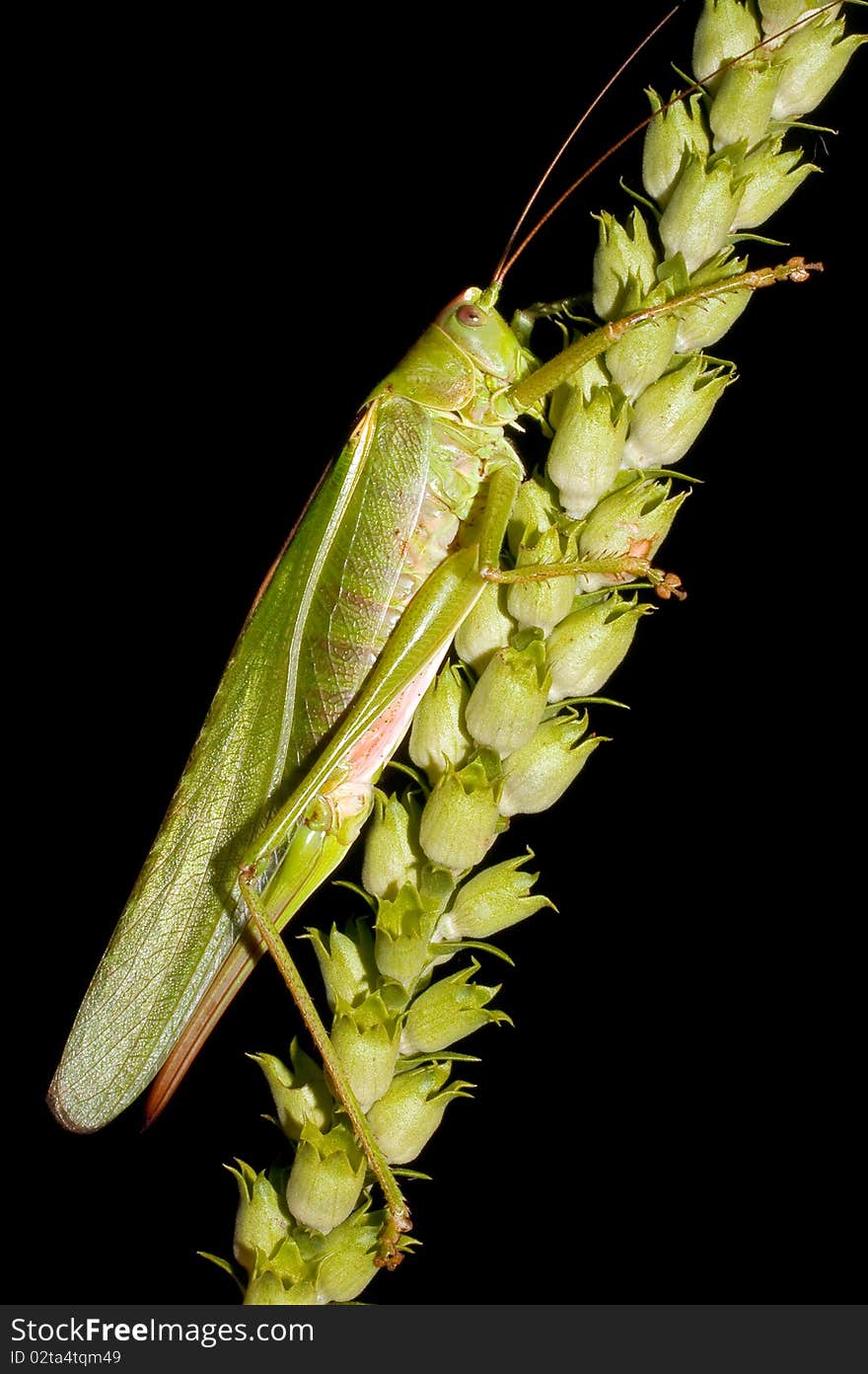 Great green bush-cricket / Tettigonia viridissima