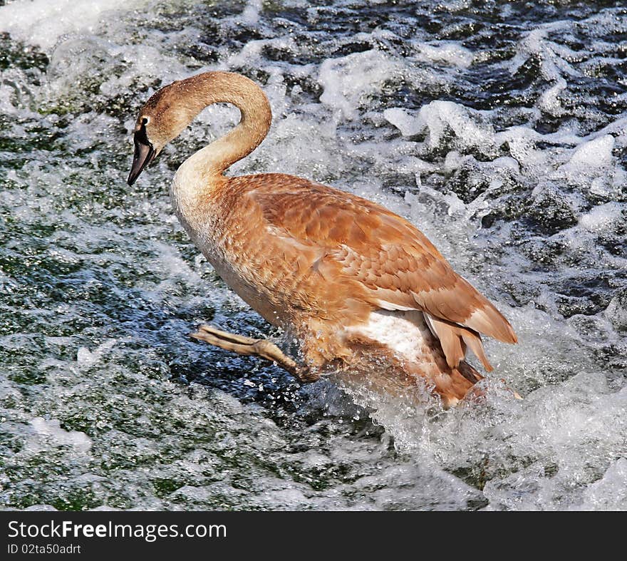 Young Mute Swan on River Weir (Cygnus Olor)