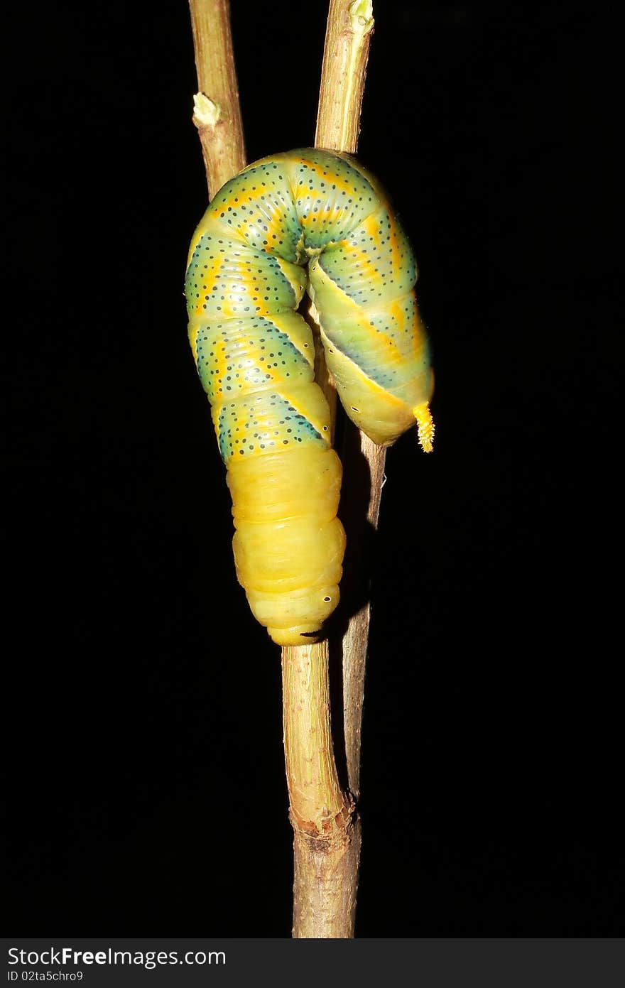 Hawk-moth (Death's-head) caterpillar rest on the branch / Acherontia atropos. Hawk-moth (Death's-head) caterpillar rest on the branch / Acherontia atropos