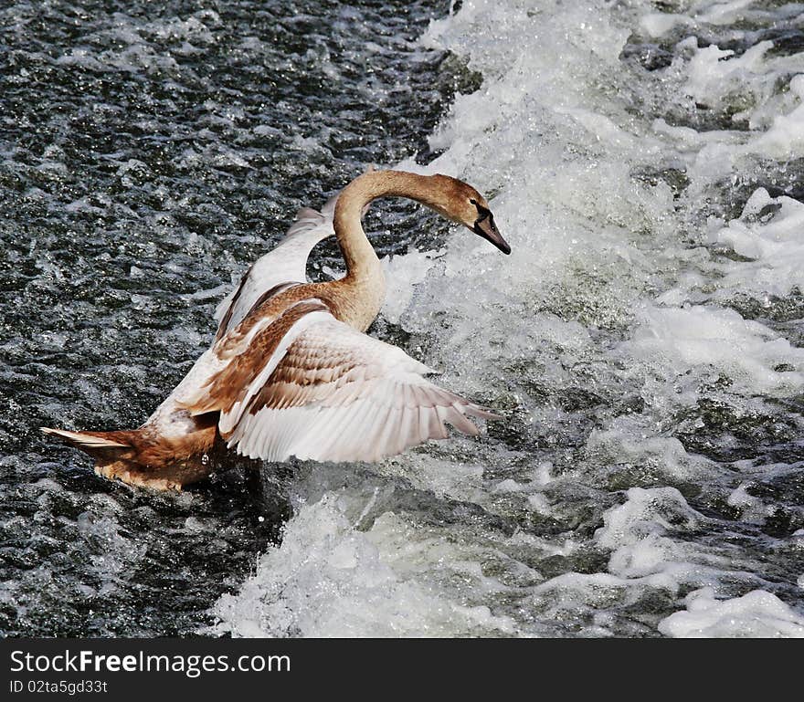 Young Mute Swan on River Weir (Cygnus Olor)